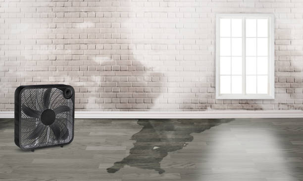 Best Professional water damage repair  in New Madrid, MO